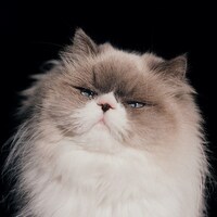 カネコアヤノ「燦々」ジャケット