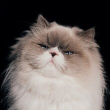 カネコアヤノ「燦々」ジャケット