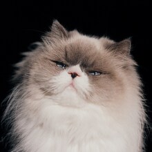 カネコアヤノ「燦々」ジャケット