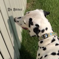 No Buses「Boys Loved Her」ジャケット