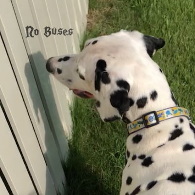 No Buses「Boys Loved Her」ジャケット