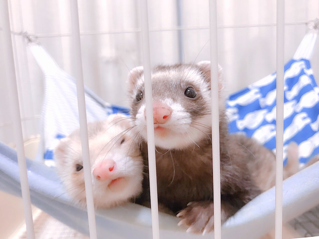 左からシナモン、バタ子。