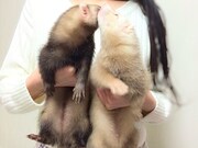 飼い始めの頃のバタ子とシナモン。