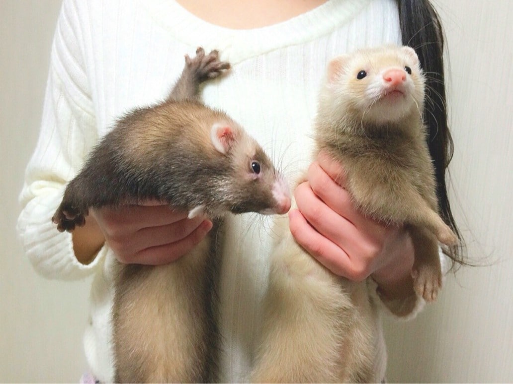 飼い始めの頃のバタ子とシナモン。