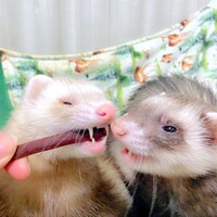 ジャーキーを食べるバタ子とシナモン。