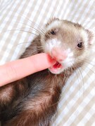 指を噛むバタ子。