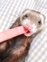 指を噛むバタ子。