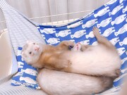 バタ子とシナモン。