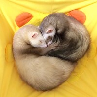 向かい合って眠るバタ子とシナモン。