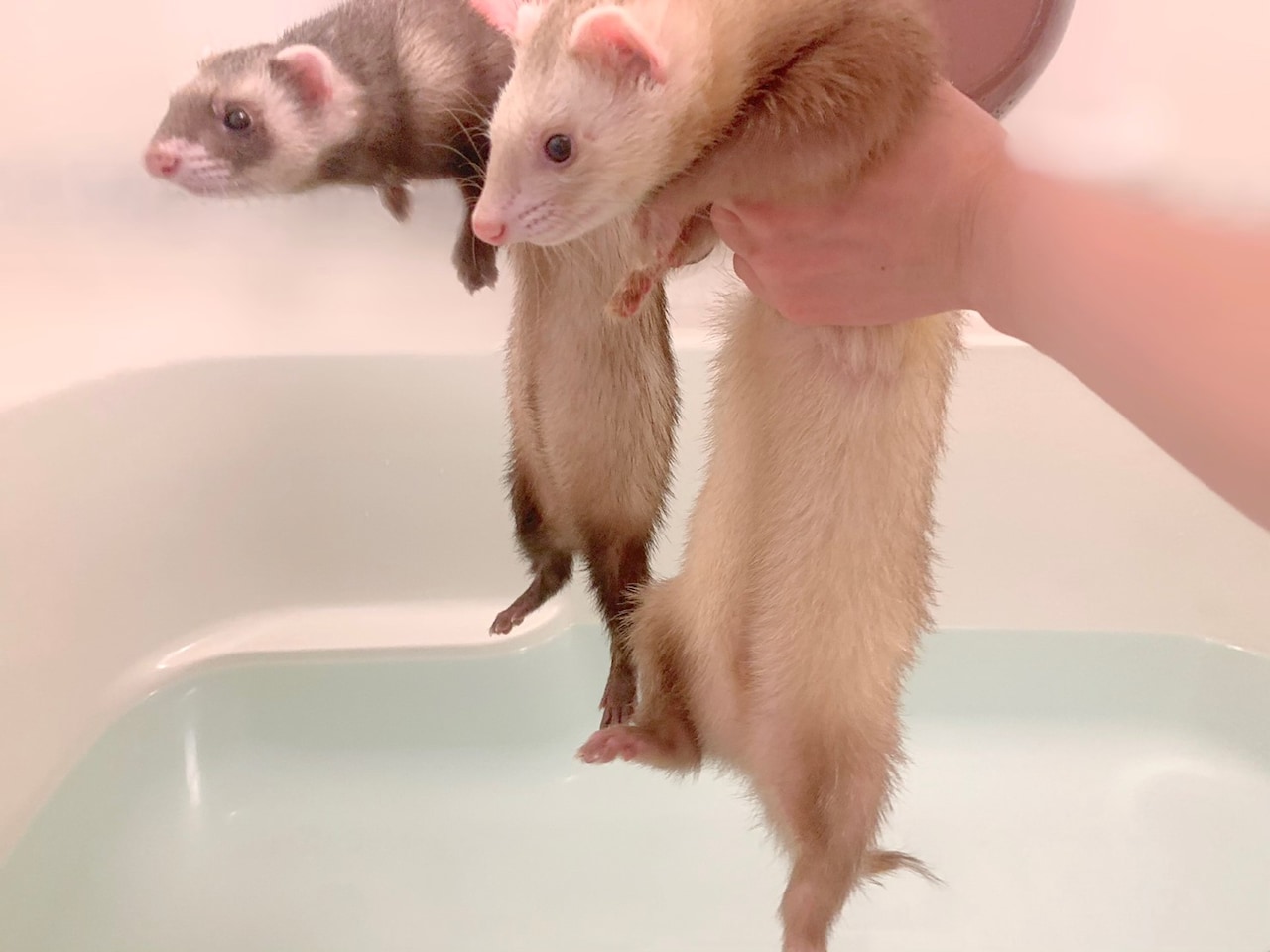 手前からシナモン、バタ子。