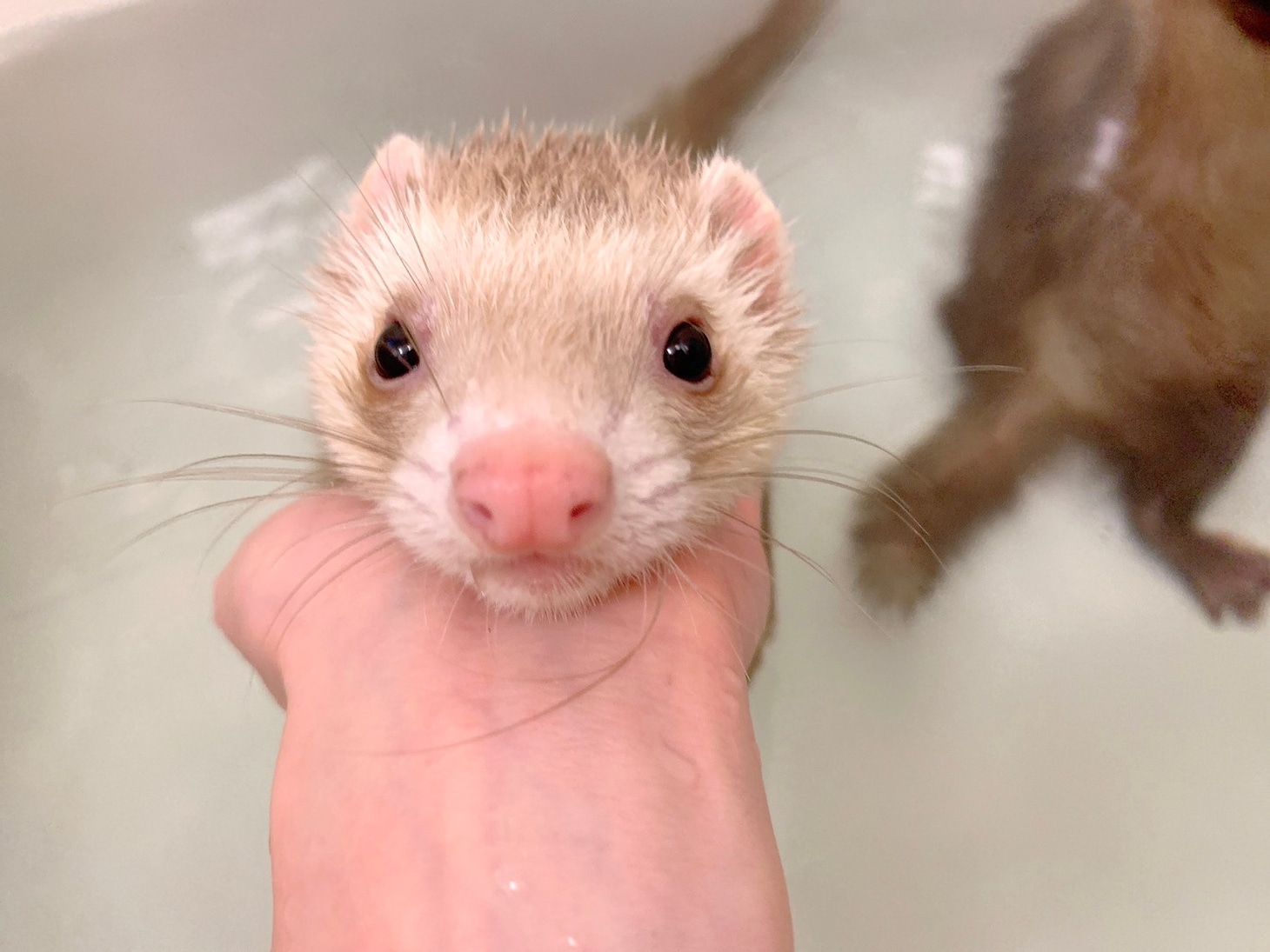 シナモン