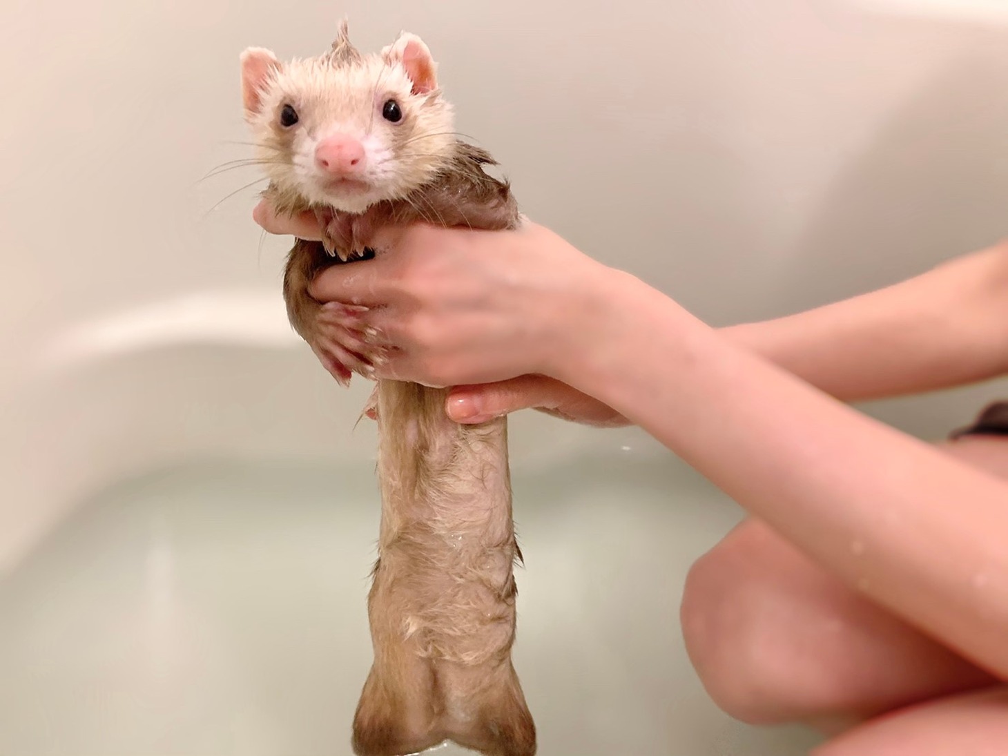 シナモン