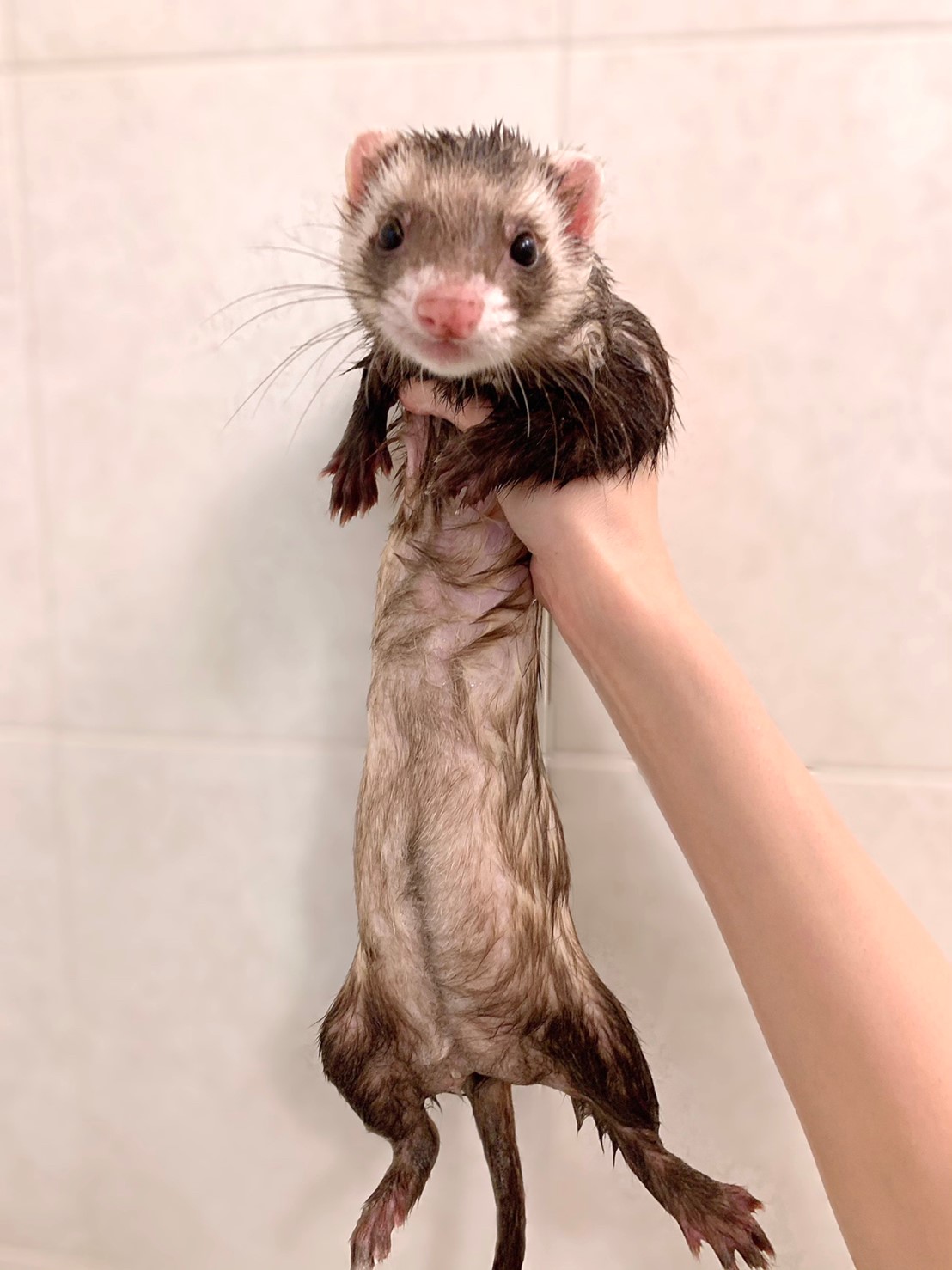バタ子