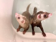 左からシナモン、バタ子。