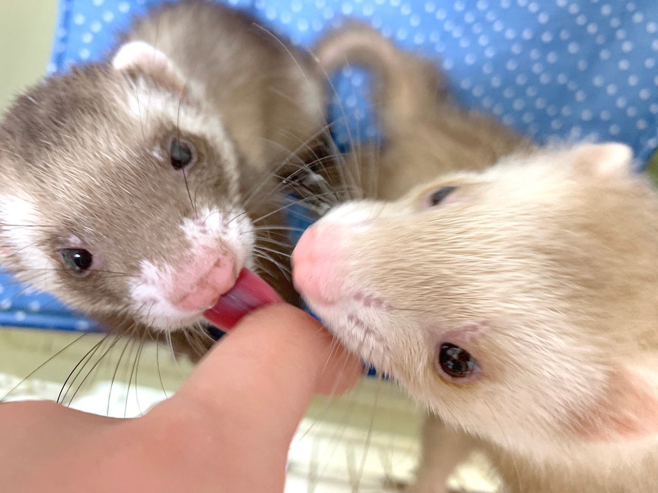 左からバタ子、シナモン。