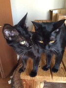 飼い始めの頃のココ、ポポ。