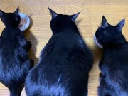 左からビビ、ポポ、ココ。