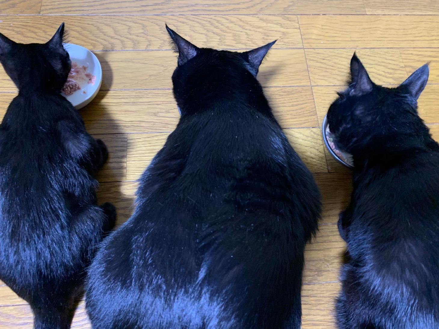 左からビビ、ポポ、ココ。