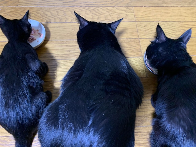 Mikina Empire 愛猫のポポ ココ ビビ ペット愛 Vol 22 音楽ナタリー