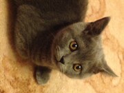 飼い始めの頃のクマくん。