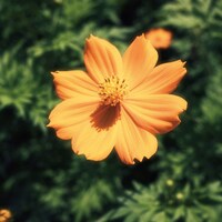 Drop's「Tiny Ground」ジャケット