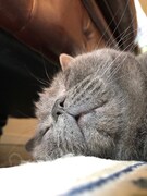 リラックスしているクマくん。