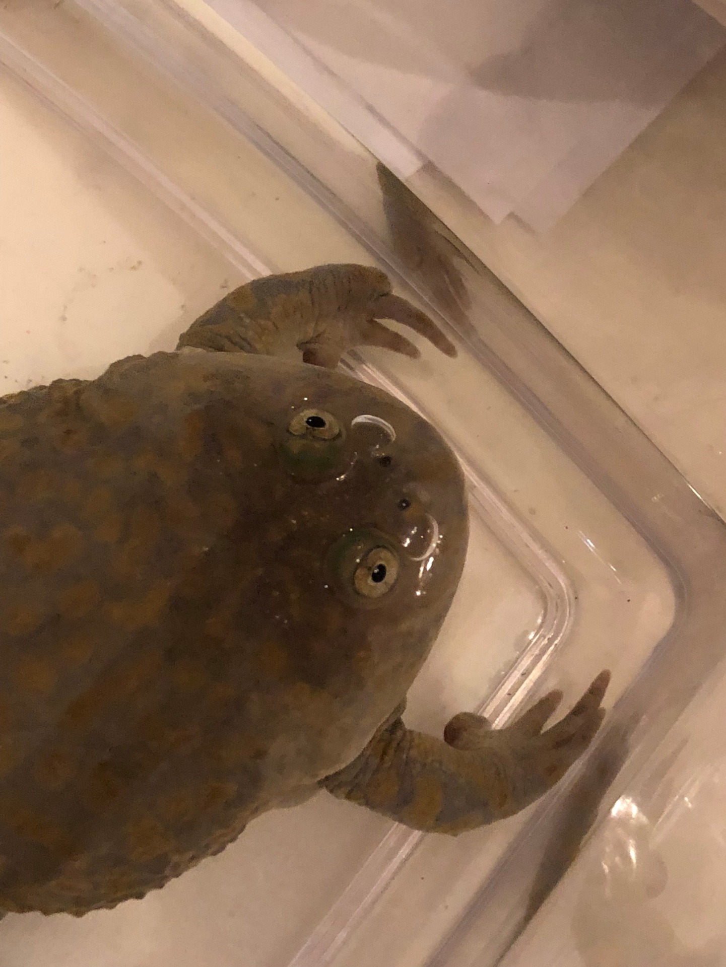 タピちゃん