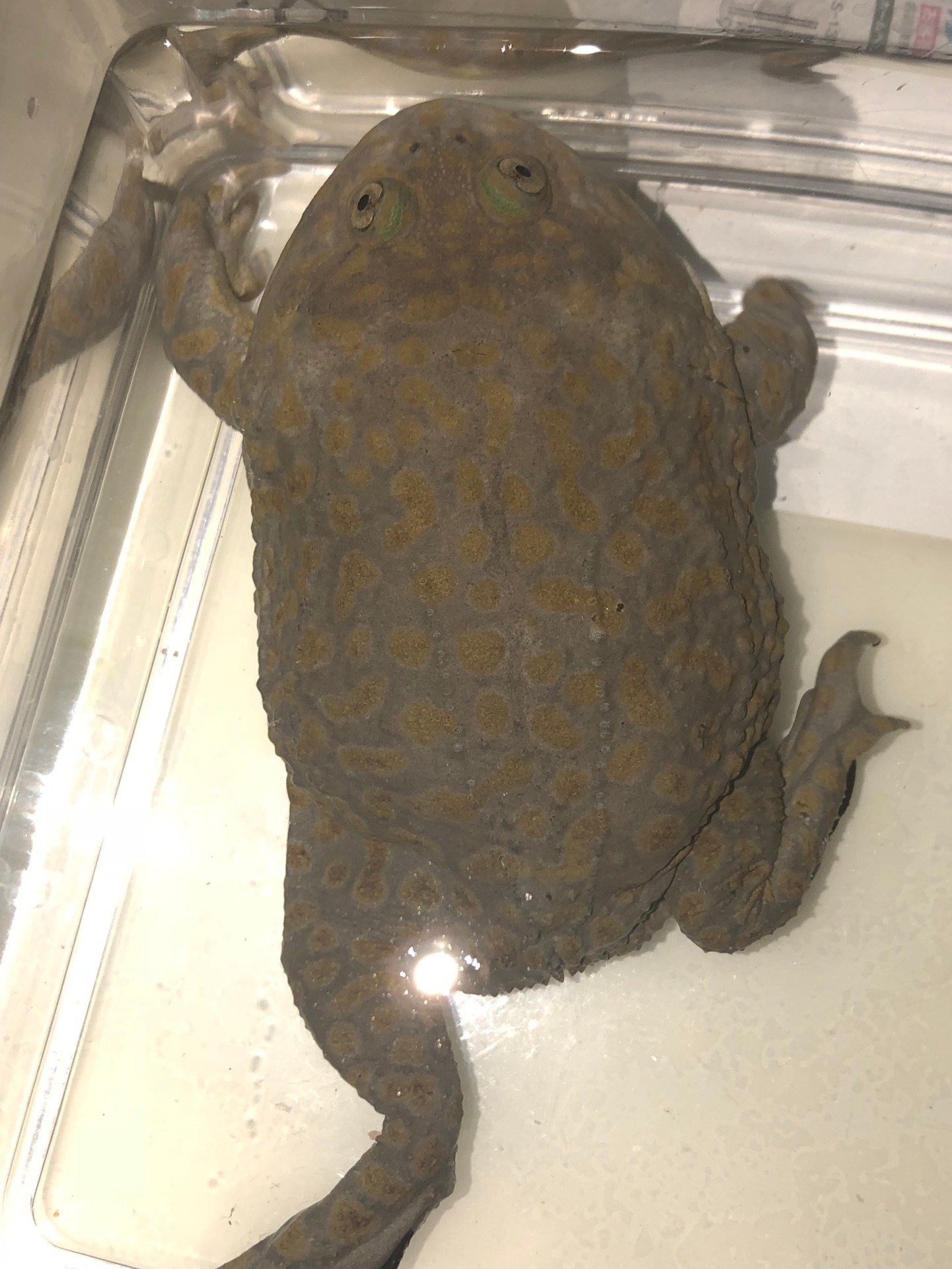 タピちゃん