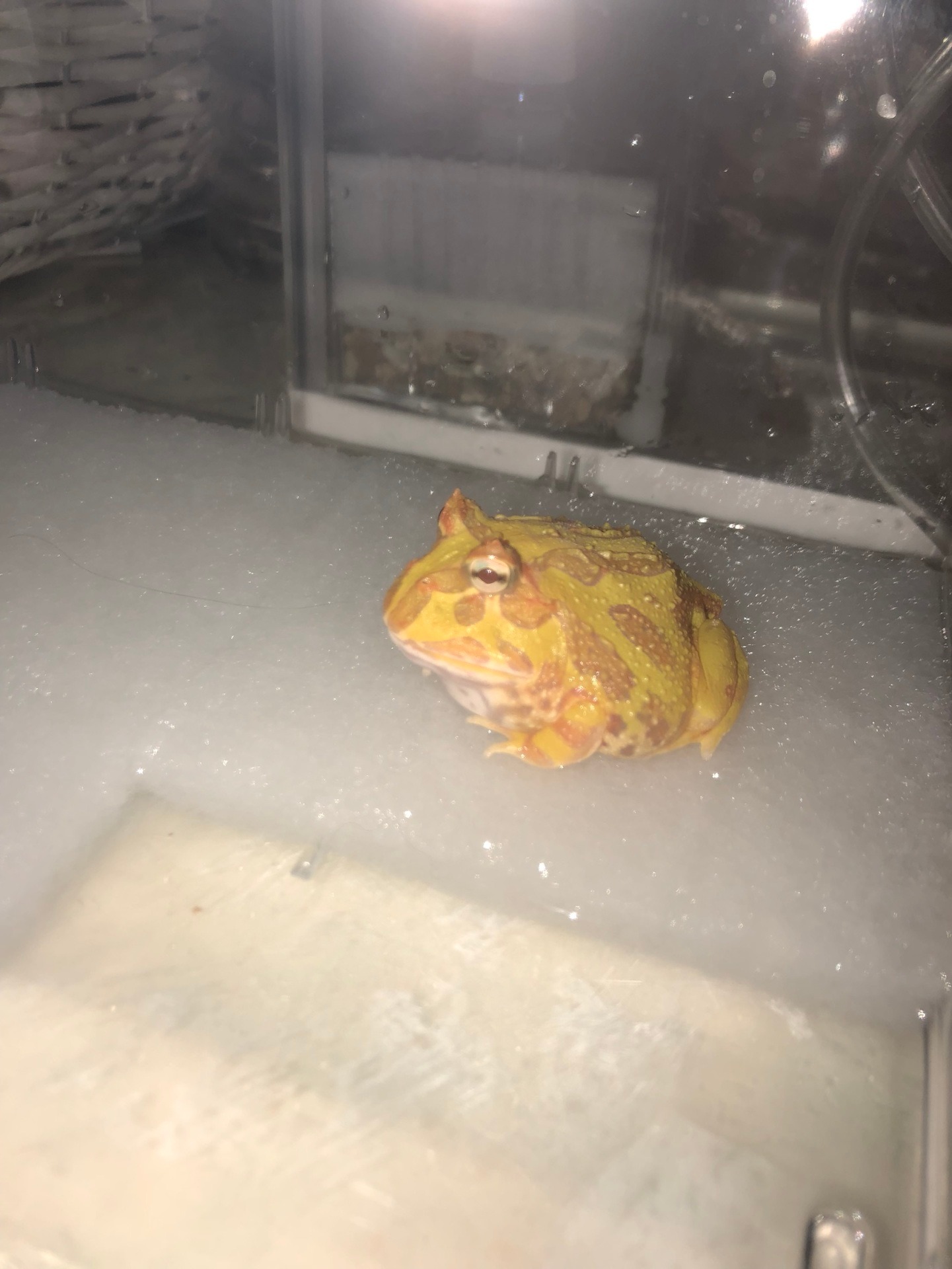 チビ