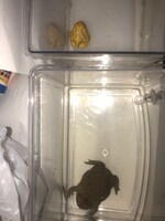 チビとタピちゃん。