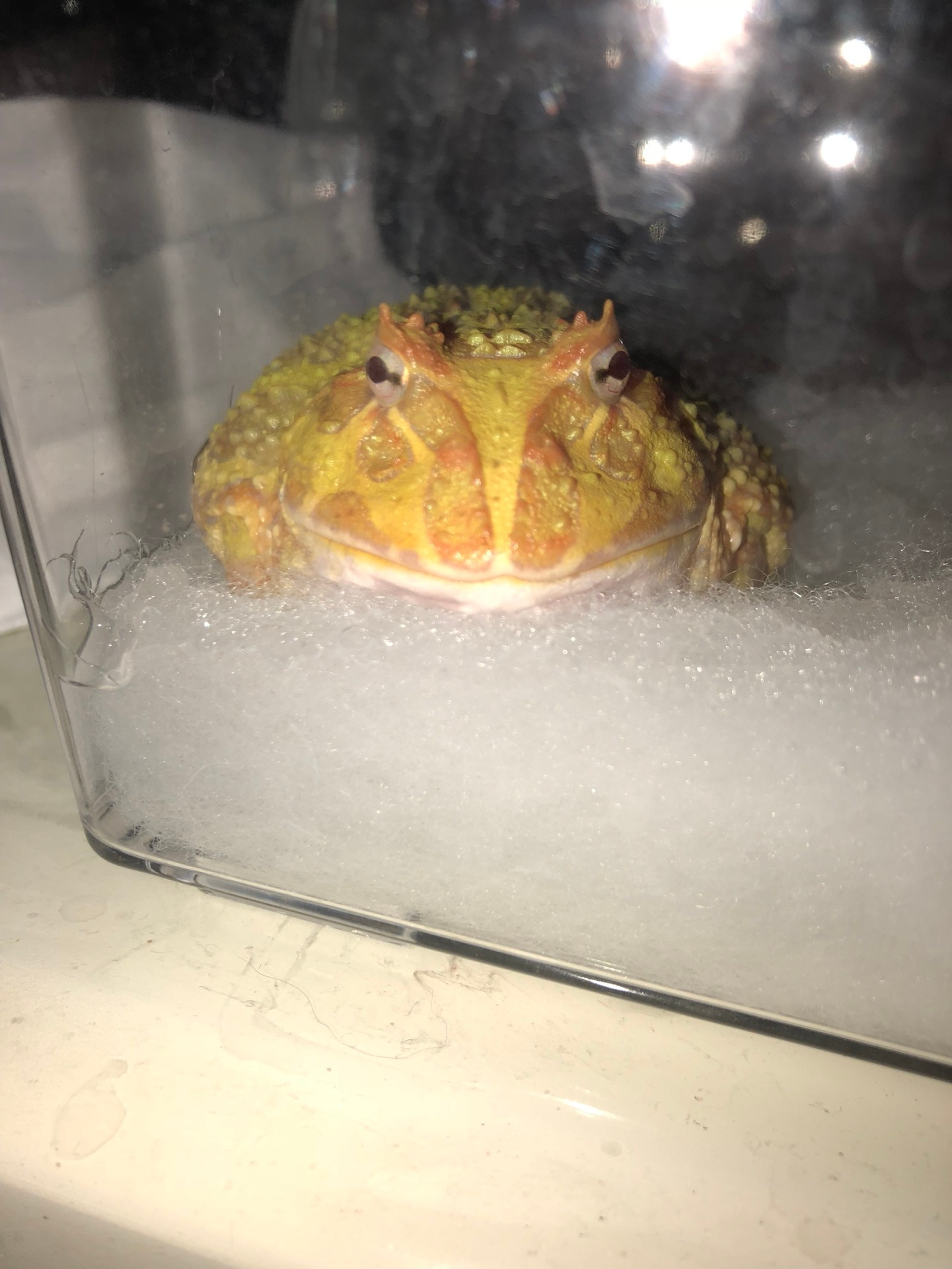 チビ