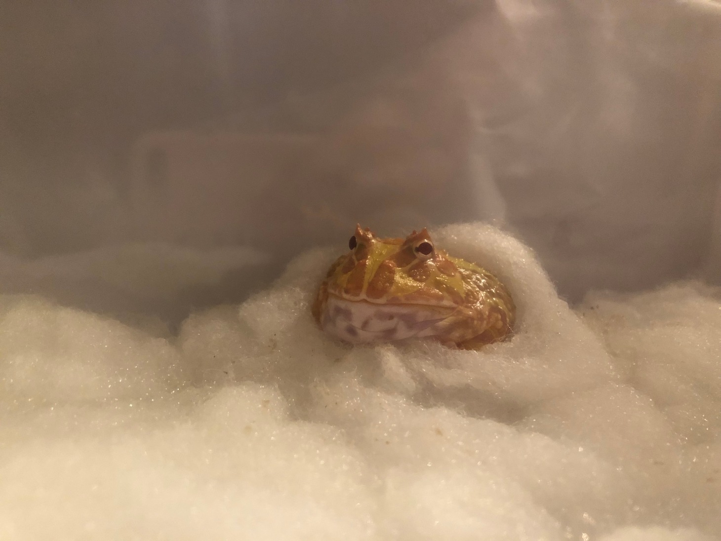 チビ