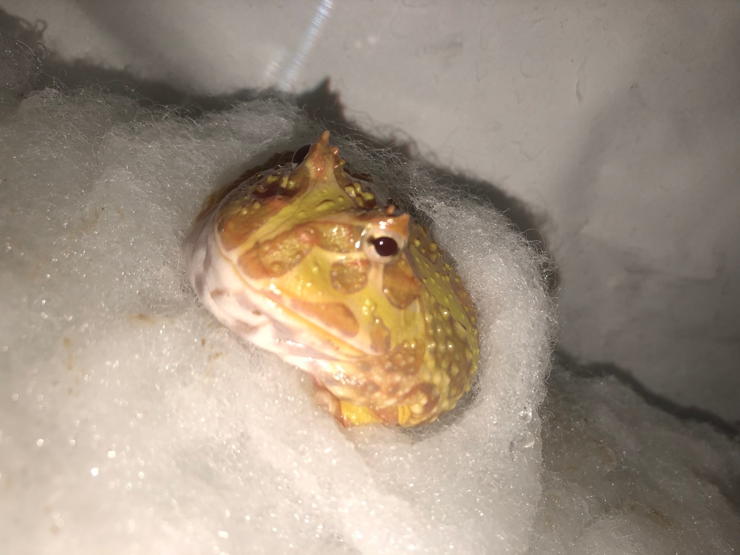 チビ