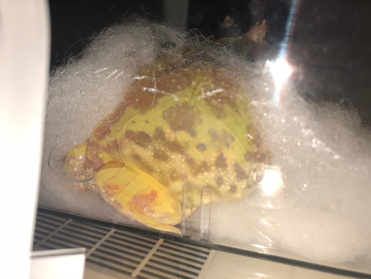 チビ