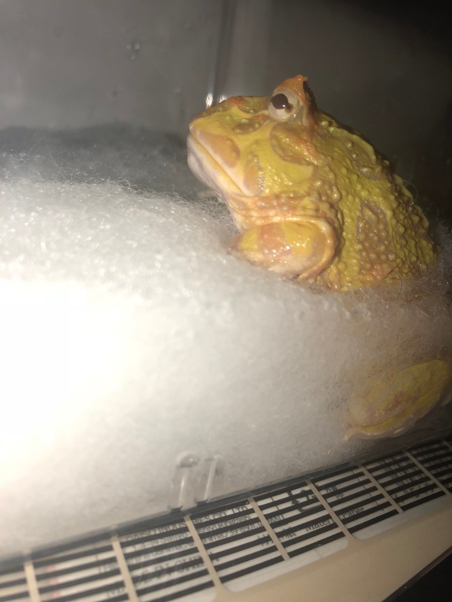 チビ