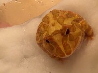 飼い始めの頃のチビ。