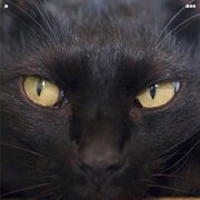 湯浅湾「脈」ジャケット