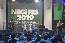 Negicco