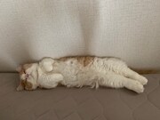 眠っているマース。