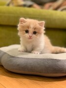 飼い始めの頃のマース。