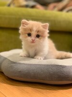 飼い始めの頃のマース。