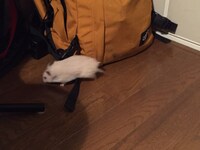 走り回るハムスター。