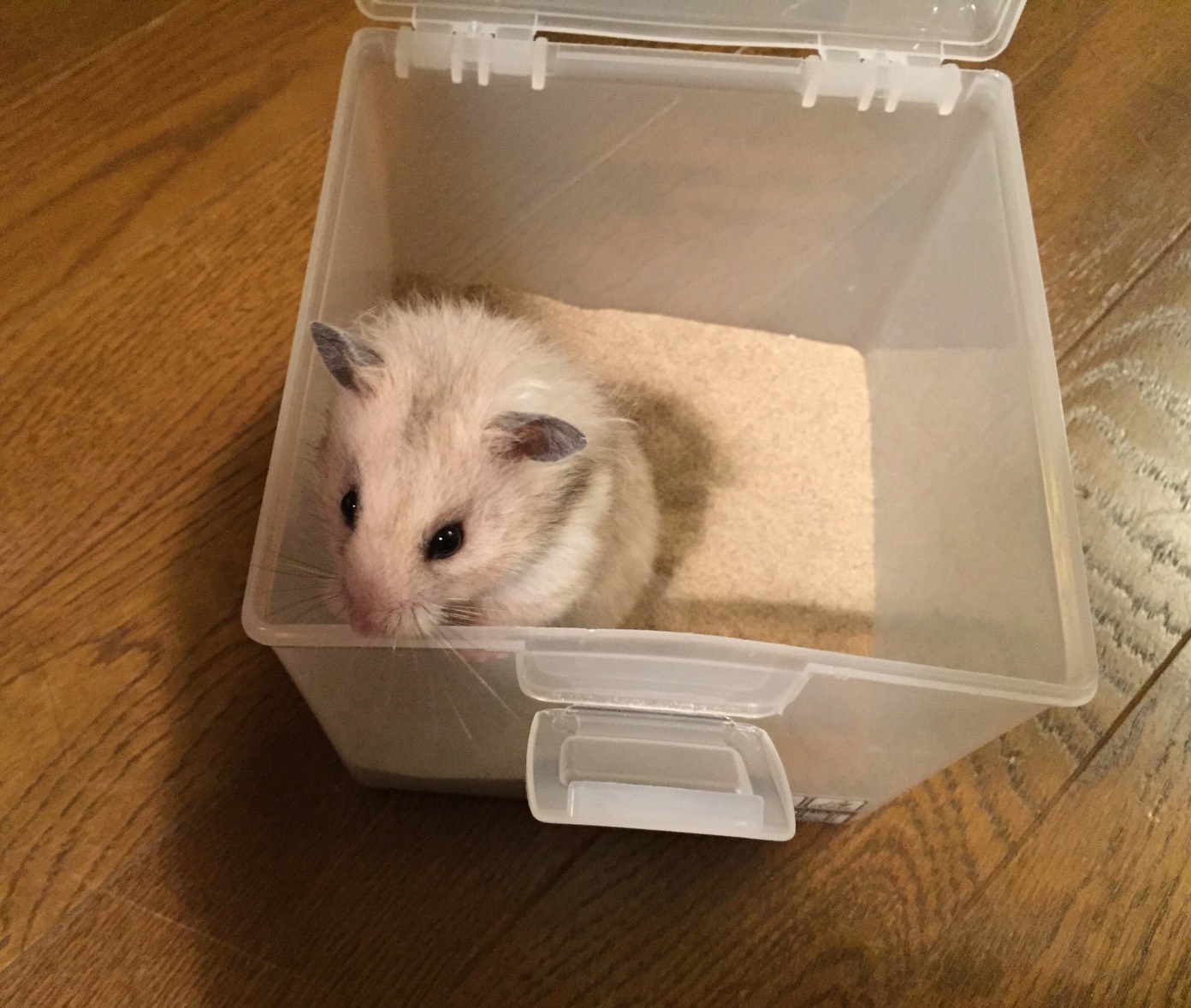 ハムスター