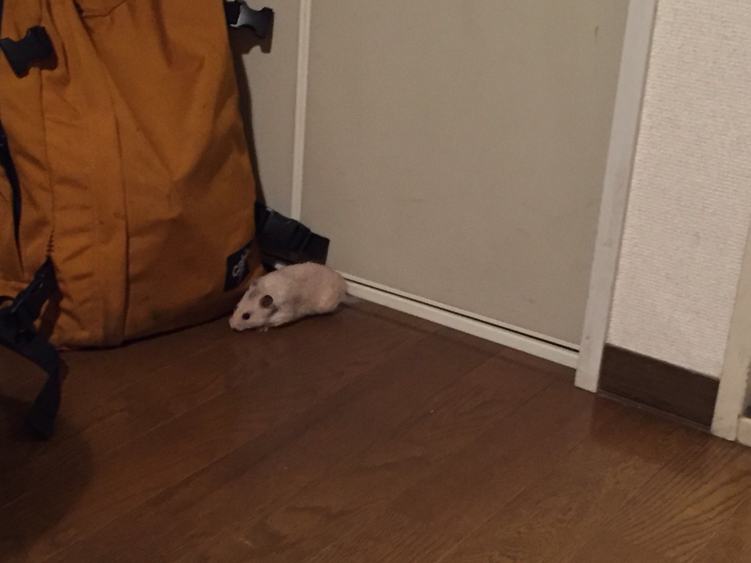 ハムスター
