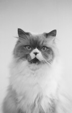 カネコアヤノ「燦々 ひとりでに」カセットテープ版ジャケット