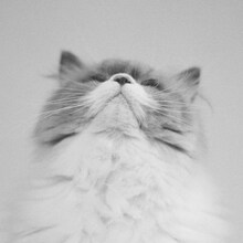 カネコアヤノ「燦々 ひとりでに」CD盤ジャケット