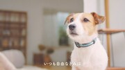 「#愛犬ほっこりあるある」よりてん。