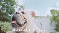 「#愛犬ほっこりあるある」よりアモーレ。