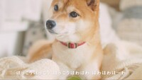 「#愛犬ほっこりあるある」よりなな。