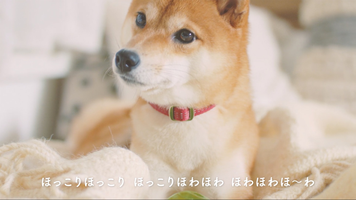 「#愛犬ほっこりあるある」よりなな。